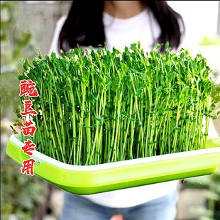 豌豆苗专用水培芽苗菜种子麻豌豆苗无须豌豆尖种籽四季蔬菜种子