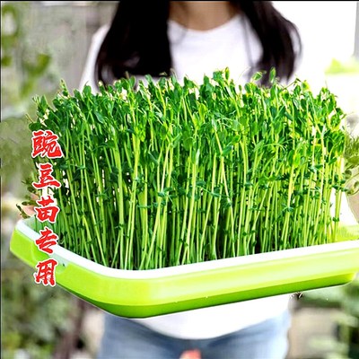 麻豌豆苗种子四季水培芽苗菜种子