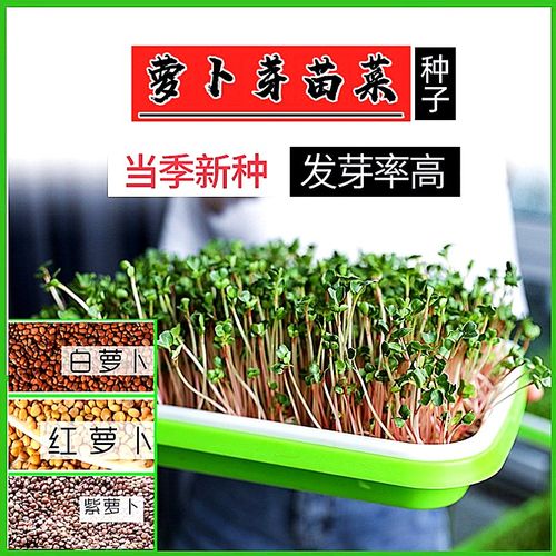 萝卜芽苗菜种子水培四季蔬菜种子