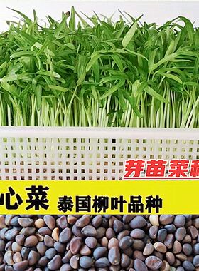 水培空心菜芽苗菜种子四季蕹菜