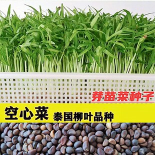 水培空心菜芽苗菜种子竹叶通心菜通蕹菜藤菜室内阳台四季蔬菜种子