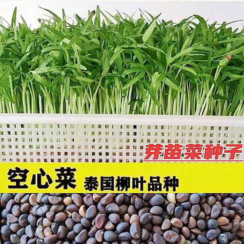 水培空心菜芽苗菜种子四季蕹菜