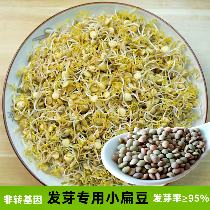 发芽小扁豆5斤芽豆生芽专用豆芽绿扁豆兵豆水培芽苗菜蔬菜种孑,鲜花速递/花卉仿真/绿植园艺,家庭园艺种子,淘宝优惠券,粉丝福利购,淘宝优惠卷