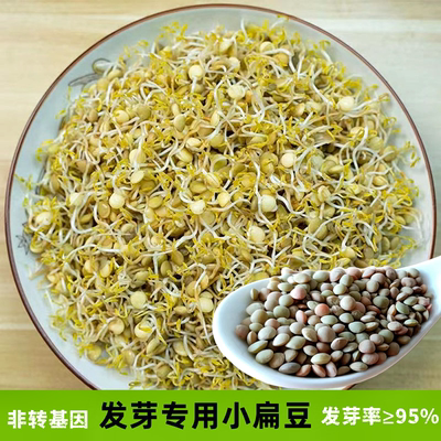 发芽小扁豆5斤芽豆生芽专用豆芽