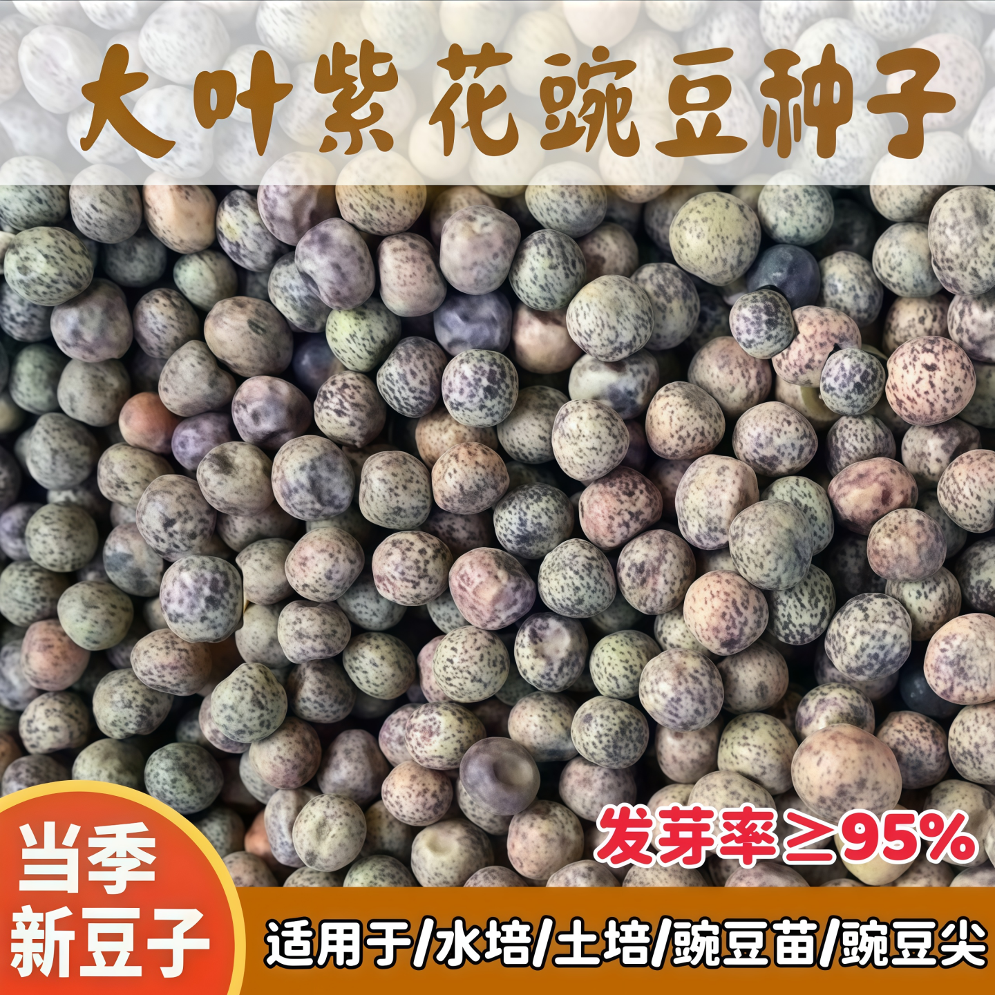 大叶紫花豌豆种子无须豌豆尖吃苗
