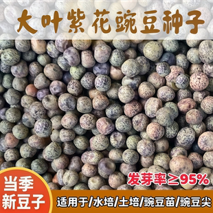大叶紫花豌豆种子无须豌豆尖吃苗四季阳台盆栽水培芽苗菜种子