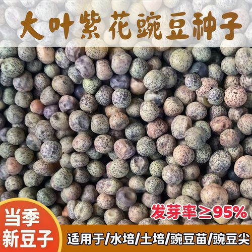 大叶紫花豌豆种子无须豌豆尖吃苗
