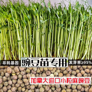 麻豌豆苗种子芽苗菜家庭阳台无土栽培豌豆菜苗四季 豌豆苗种子 包邮