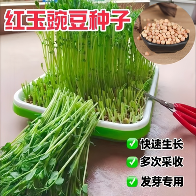 红玉豌豆发芽专用豆芽苗菜种子