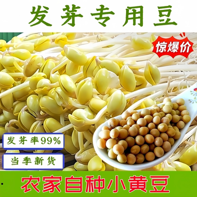 发芽专用黄豆生豆芽珍珠粒芽豆