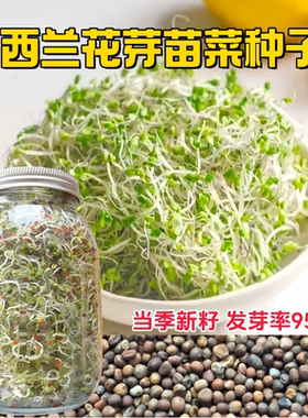 西兰花芽苗菜种子水培青花椰菜籽