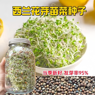 优质西兰花芽苗种子青花椰菜芽苗梅森瓶种植水培芽苗菜西蓝花种孑