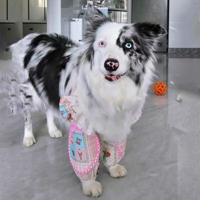 新品狗狗宠物衣服可爱花边公主风护肘金毛萨摩阿拉斯加防脏护膝