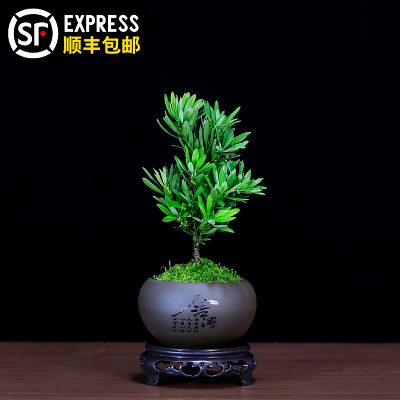 罗汉松树苗茶几精品小盆栽绿植摆件室内客厅办公室桌面盆景植物