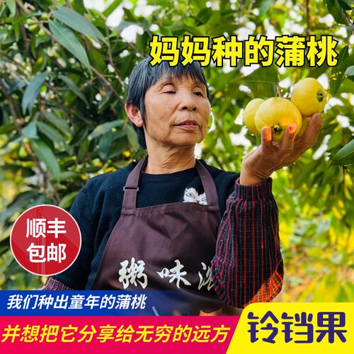广州本地水蒲桃果玫瑰花香清甜