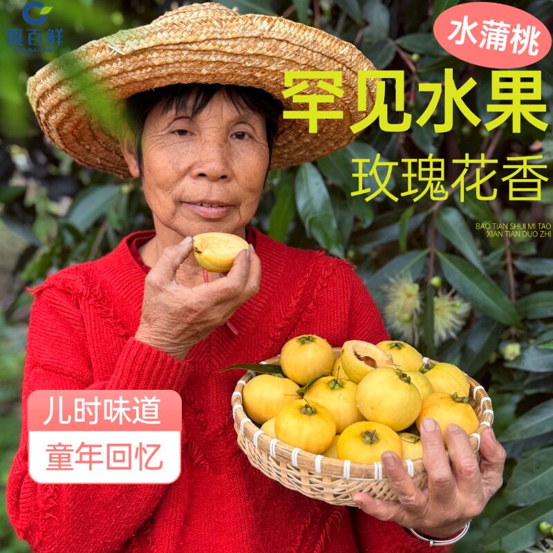 南方稀少水果增城水蒲桃儿时味道风铃果当季自家果园清香鲜甜莲雾