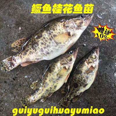 观赏鱼鳜鱼苗桂花鱼苗淡水养殖