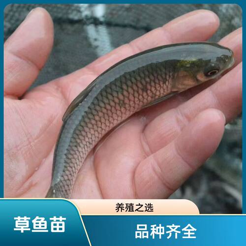 草鱼皖鱼苗活体大规格渔场直发