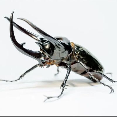 南洋大兜虫幼虫好养大兜虫三叉