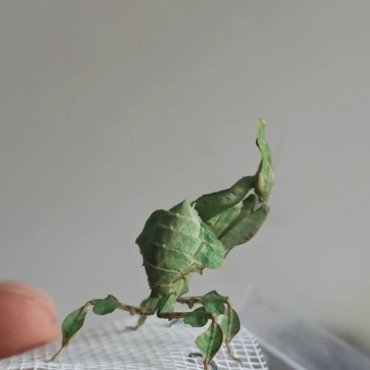 幽灵螳螂5龄拟态枯叶螳昆虫眼斑