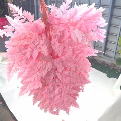 永生花高山羊齿蕨叶干花DIY浮游