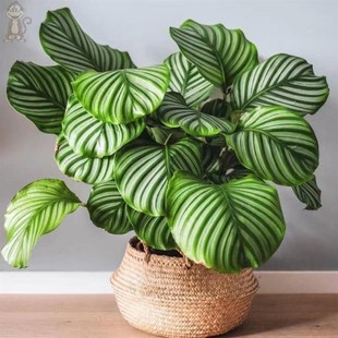 极速不需要阳光的k绿植不用晒太阳室内盆栽植物耐阴耐寒花卉喜阴