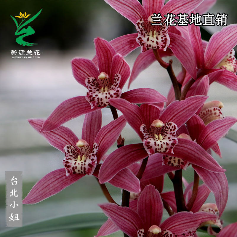 极速苗带花苞h出售建兰四季兰台北小姐好养易活浓香型绿植盆栽