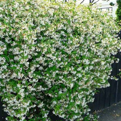 极速风车a茉莉花苗爬藤植物庭院阳台花卉盆栽垂丝络爬墙石好养四