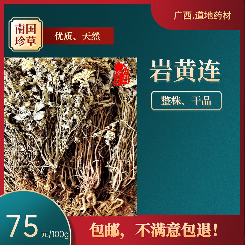 广西道地药材高山岩黄连石生黄堇山农自采新货整株干品100g