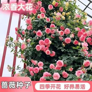 【爬藤蔷薇花种子】庭院花海四季开花好养易活阳台盆栽花卉300C