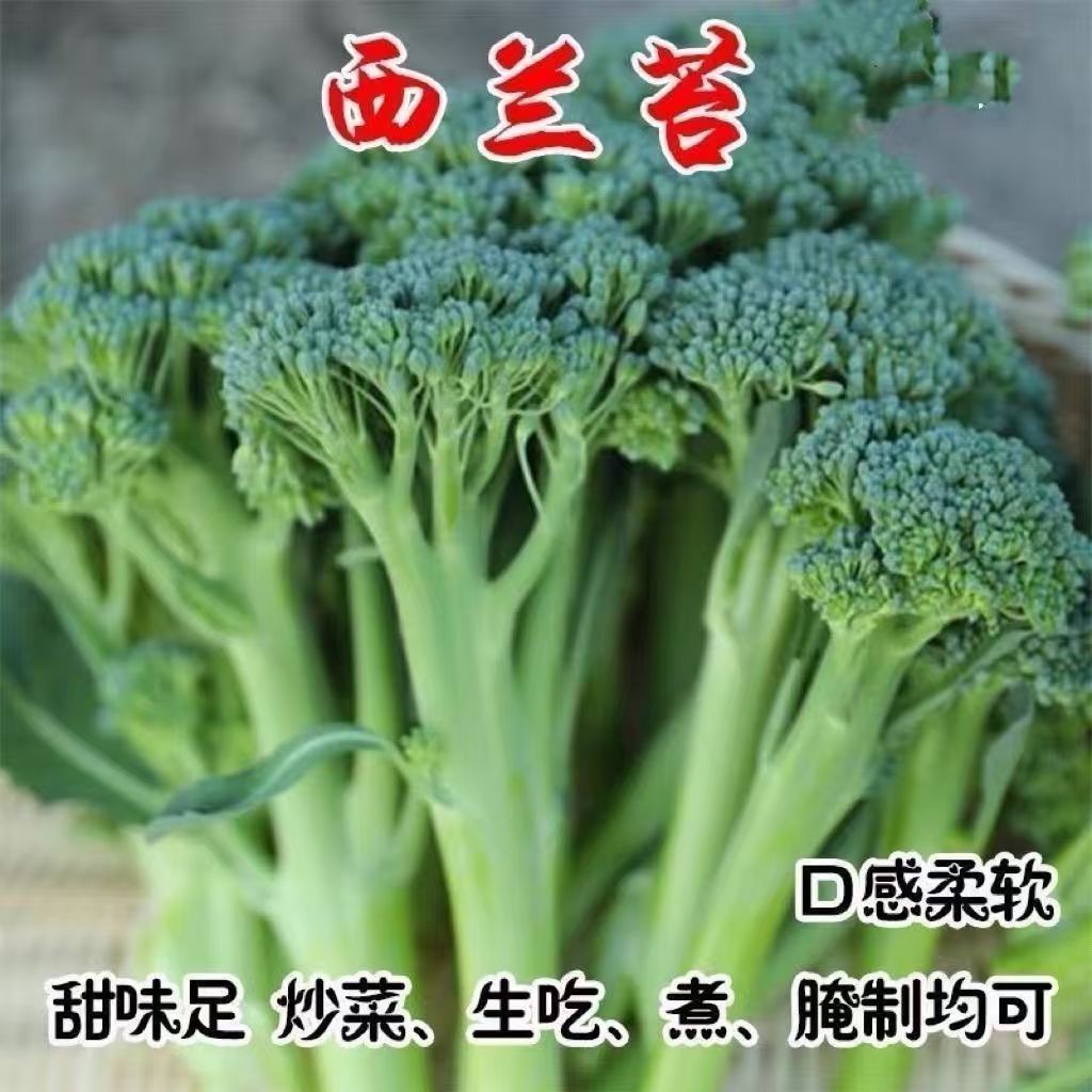 【西兰苔种子】西洋芥兰种籽芥蓝菜苔四季阳台盆栽西兰花种子200A