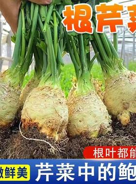 地中海根芹种子优质芹菜种子播种简单易种易活高产营养2000C