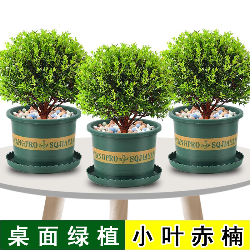 小叶赤楠盆栽室内植物桌面盆景办公室四季绿植小苗微景观净化空气