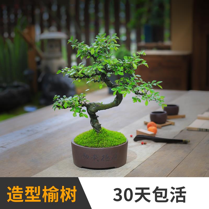 榆树盆栽小叶榔榆树苗老桩造型盆景桌面观叶植物室内客厅庭院绿植