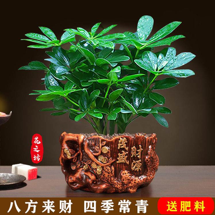 八方来财鸭脚木花卉盆栽七叶莲绿植招财树发财树四季常青桌面盆栽