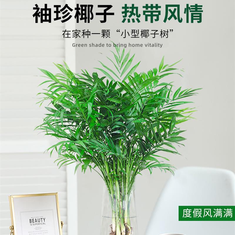 水培袖珍椰子植物富贵凤尾竹桌面盆栽小绿植客厅办公室内四季好养