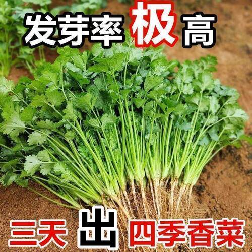 四季大叶香菜速生香菜浓香