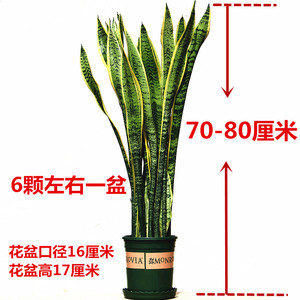 金边虎皮兰新房多肉植物室内花卉绿植盆栽高虎尾兰