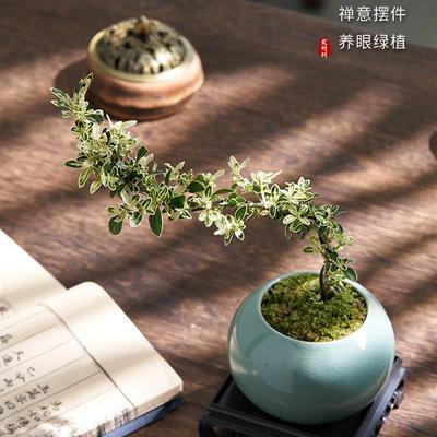 重瓣金边六月雪悬崖提根老桩盆景办公室内红花造型禅意盆栽摆件花