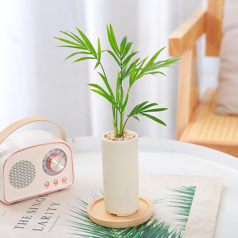 袖珍椰子迷你植物小型富贵椰子盆栽绿植办公室内散尾葵观叶小盆景