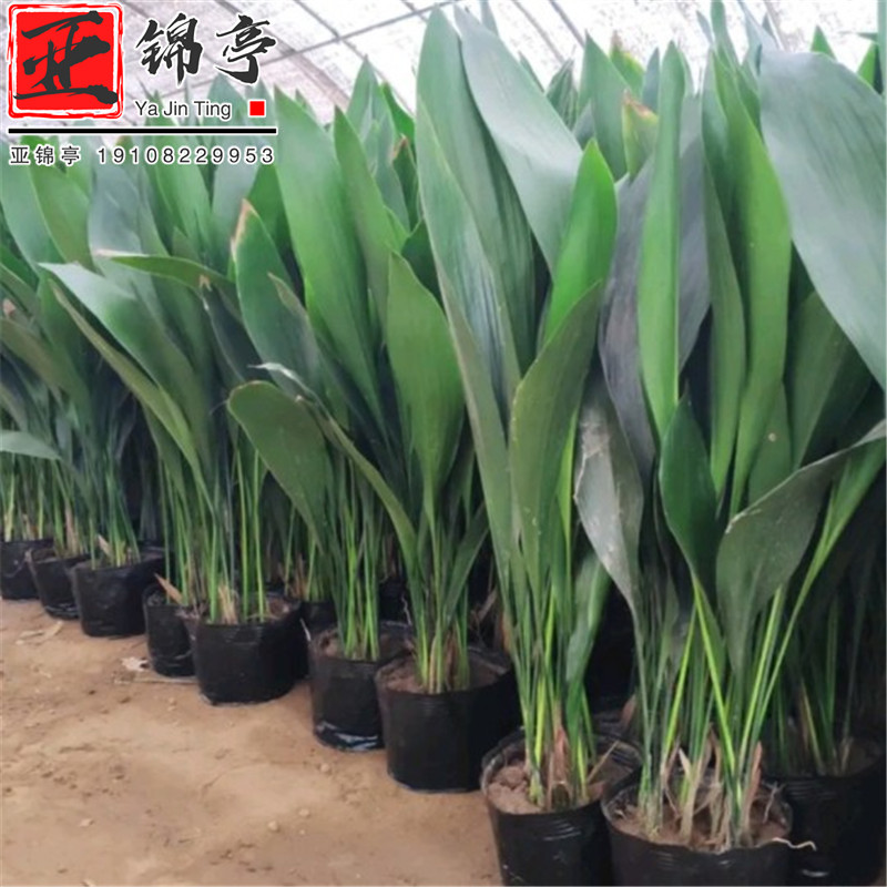 一叶兰盆栽植物室内客厅大叶观叶绿植耐寒净化空气吸甲醛四季常青图片