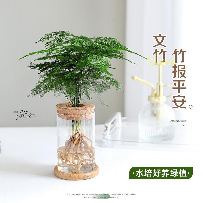 文竹水培盆栽室内小绿植办公室书房摆件水养花卉净化空气四季水生