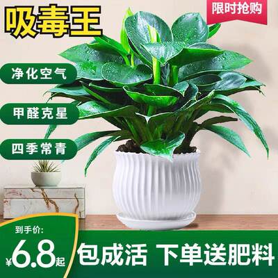 【吸甲醛】大叶金钻绿公主盆栽水培土培植物室内绿植客厅四季常青