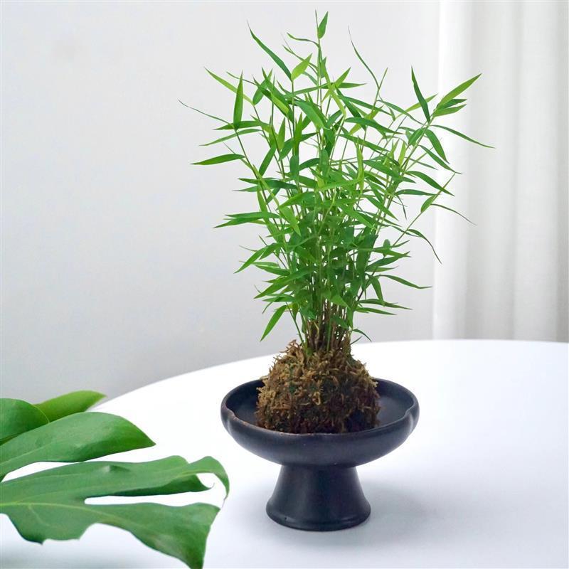 姬翠竹苔藓球办公室室内净