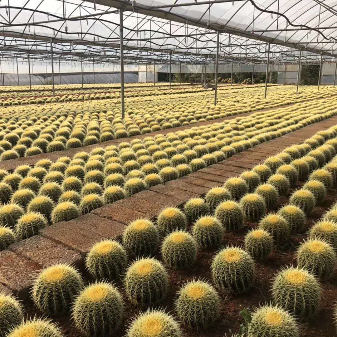 金虎仙人球盆栽绿植花卉多肉盆栽植物仙人掌开花室内桌面盆栽