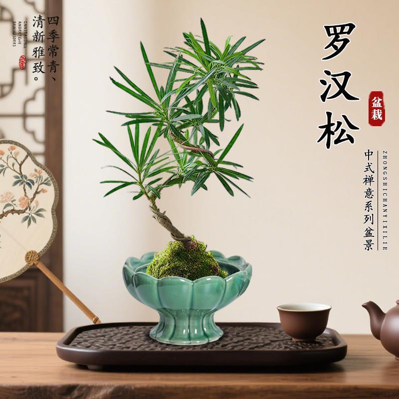 造型罗汉松盆栽苔藓球办公室绿植物花卉桌面客厅室内植物四季常青