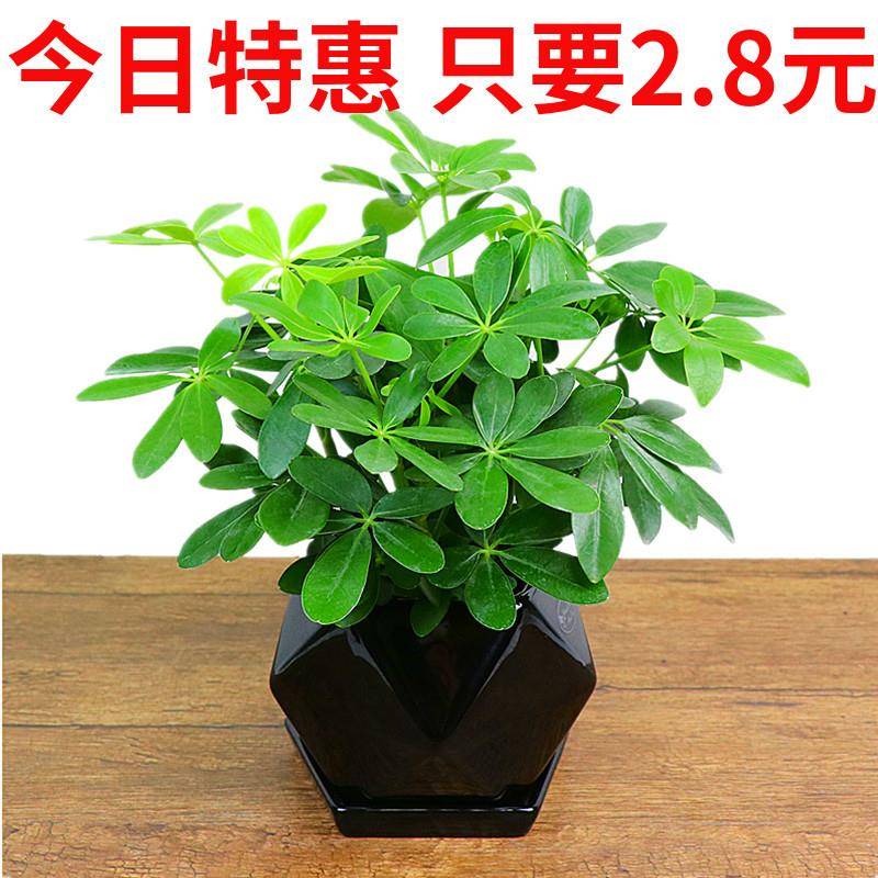 鸭脚木盆栽绿植花卉鸭掌木盆栽四季常青八方来财七叶莲招财树盆景