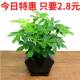 鸭脚木盆栽绿植花卉鸭掌木盆栽四季 常青八方来财七叶莲招财树盆景