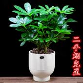 七叶莲鸭脚木盆栽办公室内招财植物净化空气四季 常青吸甲醛小绿植