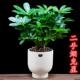 七叶莲鸭脚木盆栽办公室内招财植物净化空气四季 常青吸甲醛小绿植